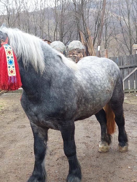 De vânzare mânz de 2 anii