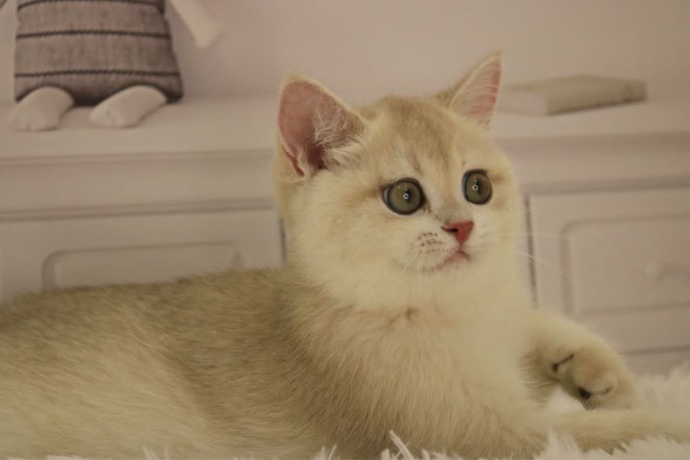 Девочка ау12 британка