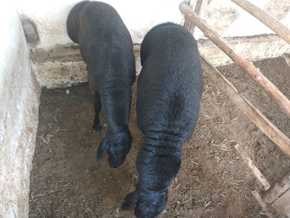 Qo'chqorlar sotiladi