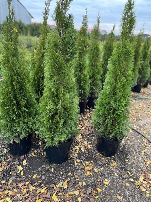 Vand tuia smarald  50 , 80 , 100 , 150 cm engros