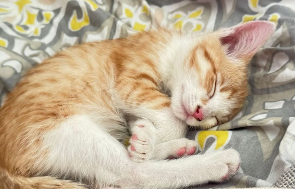 Алматы.Котенок ,мальчик