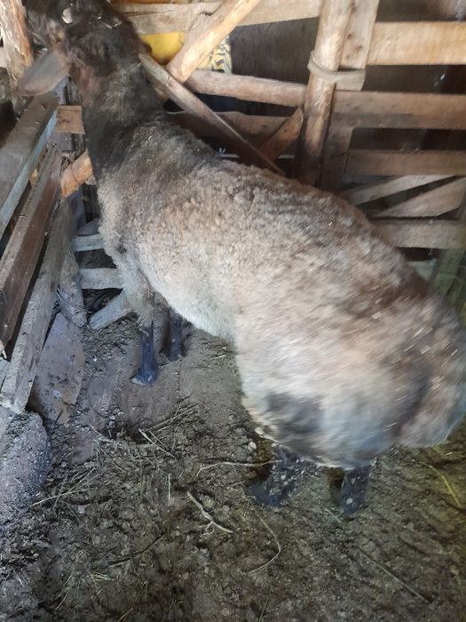 Qochqor bor sotiladi Manzil:Quychirchiq tumani Pitilreka