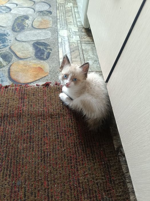 Отдам котят в хорошие руки