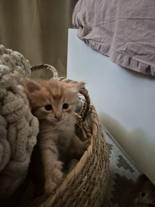 Котята ¼ мейн-кун — ищут любящих хозяев