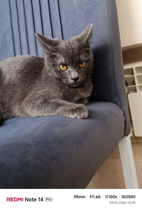 Кошка Шотландская Прямоухая