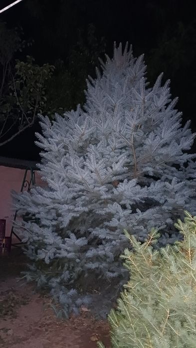 Archa. Archa goluboy yel