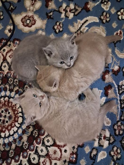 Продаются котята