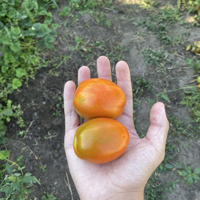 Продам домашние помидорки