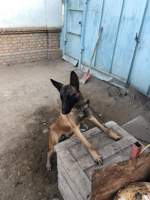 Белгиский овчарка сатылады