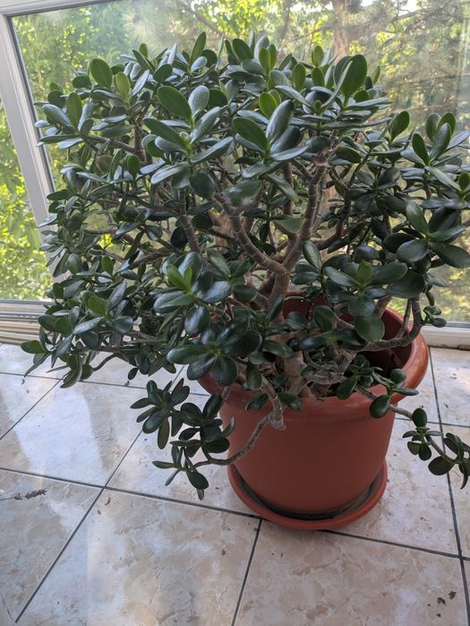 Planta de apartament Crassula Ovata