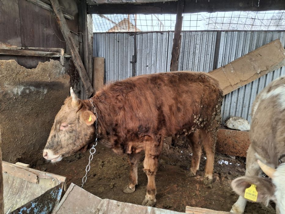 Продам бычка и телку