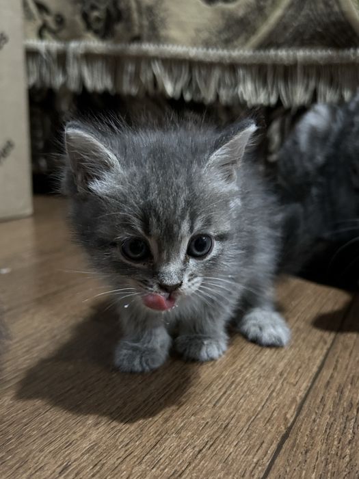 Продаю котят породистые