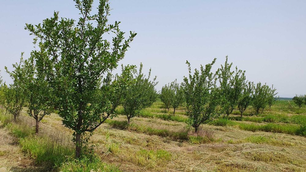 Продава се Земеделски имот в Асеновград -  кв.м за 1943 €/дка - Снимка #11