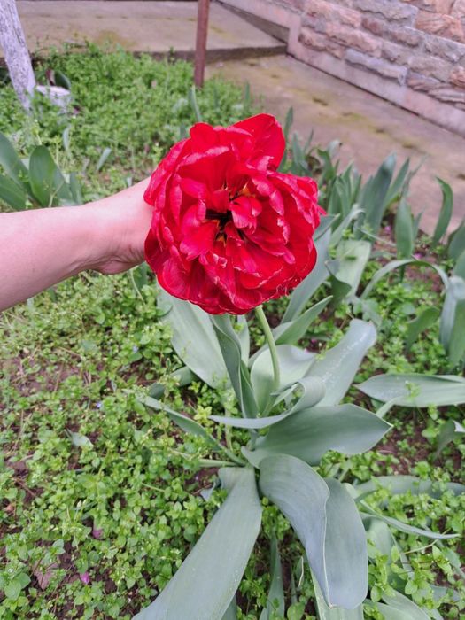 Пиез лола гуллари