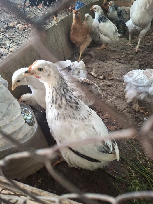 Кучен, адлер балапандар.