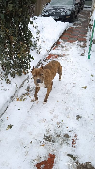 Продам щенков питбуля 50.000