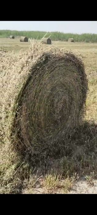 Продам сена 20руллон
