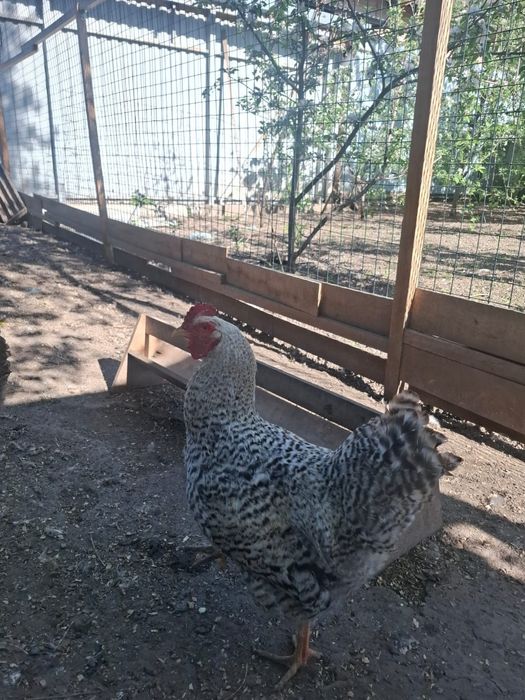 Продам Петухов ..