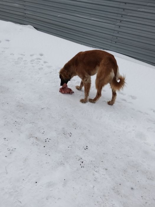 Тазы 12месяц сука