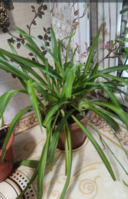 Продам домашнии цветы