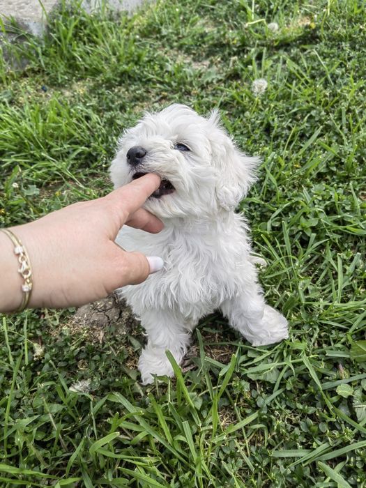 Femela Bichon Maltez