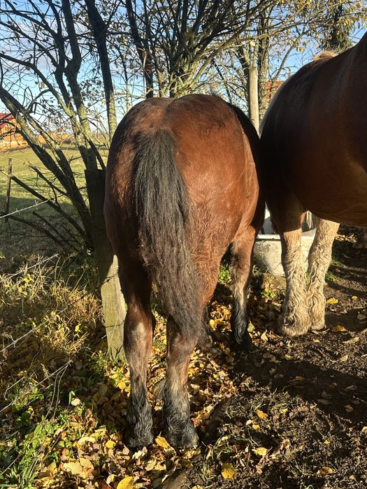 Mânz roşu de vânzare