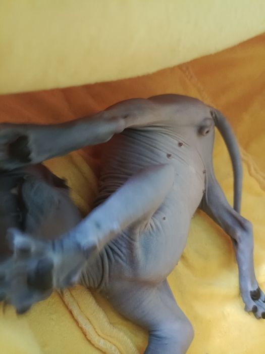 Продаются котята сфинксы