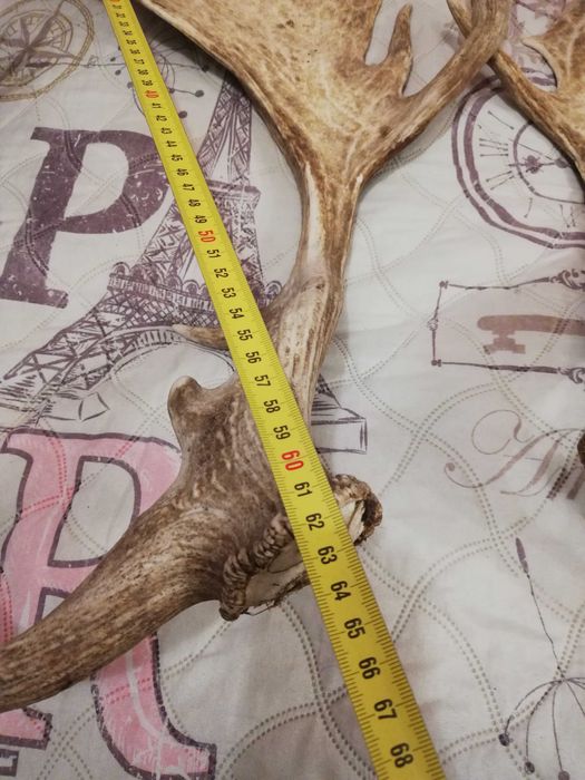 рога от елен лопатар