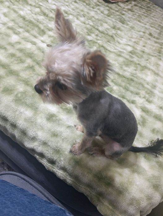 Срочно продам собаку Йорк 4 месяца мальчика очень хороший милый игривы