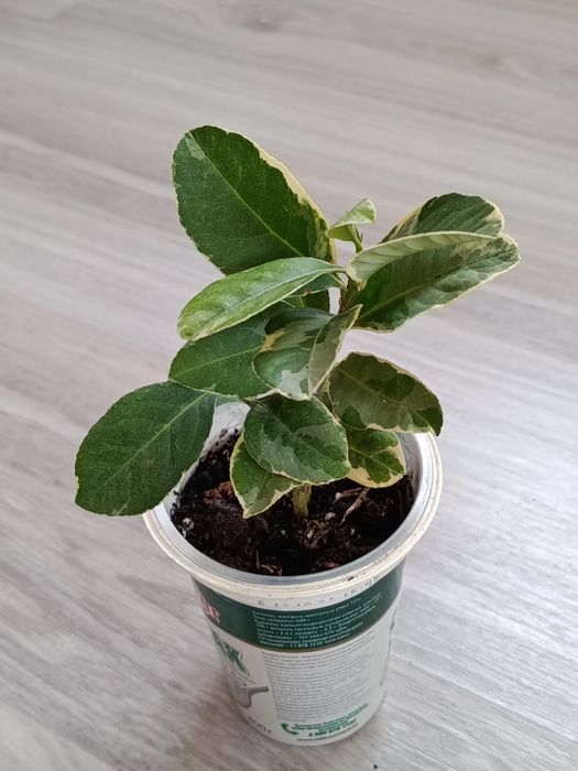 Комнатные цветы в продаже