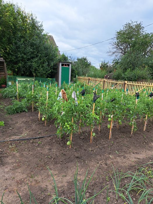 Продам дачу с.о Черёмушки