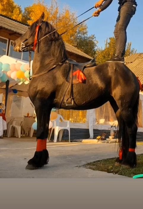Vând iapă frizian cu acte de Olanda si pedigree