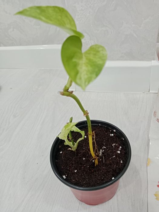 Комнатные растения разные