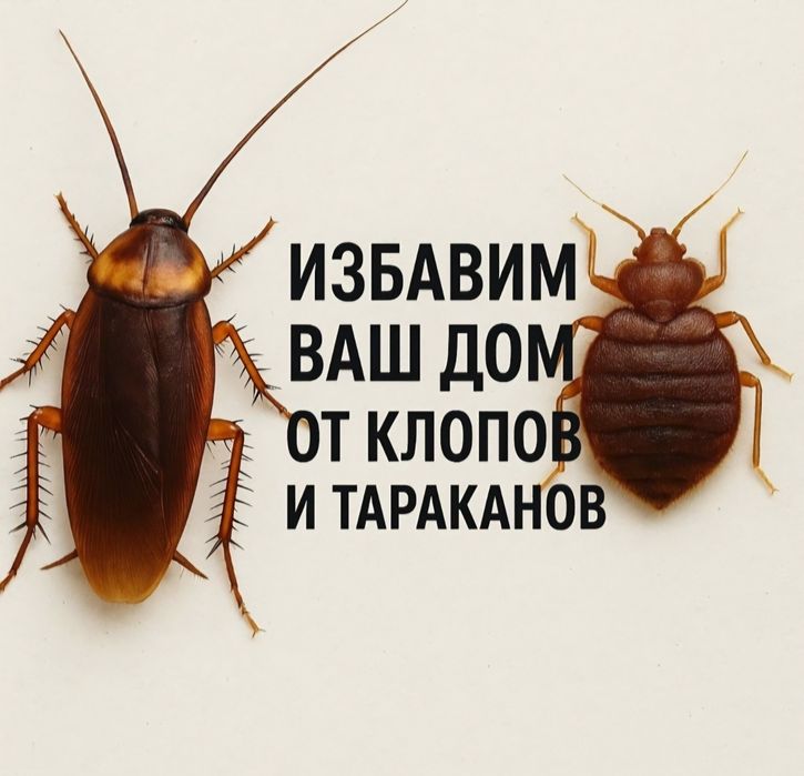 24/7 ДЕЗИНФЕКЦИЯ.  Уничтожение тараканы и клопы. Дизинфекция дезинсекц