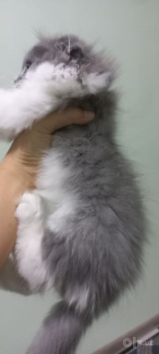 Mushukcha 2 oylik qiz