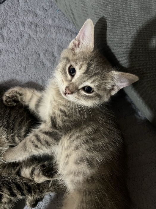Котики, обе милые девочки