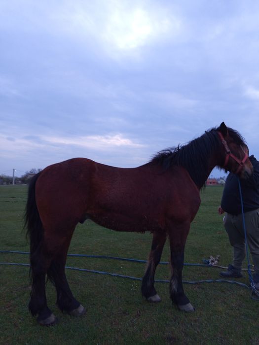 Cal de 5ani  bun de caruta