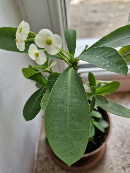 Продам молочай миля