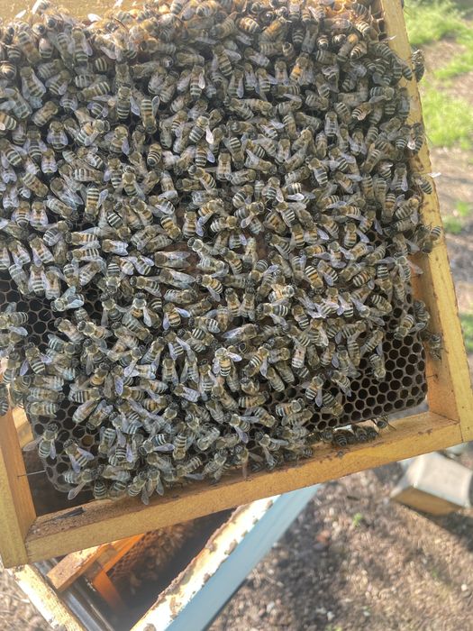 Пчелни майки и пчелни отводки