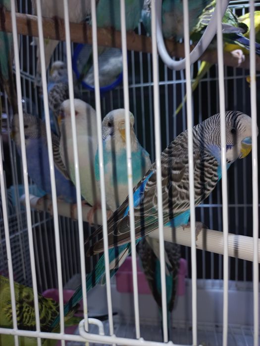 Волнистые попугаи