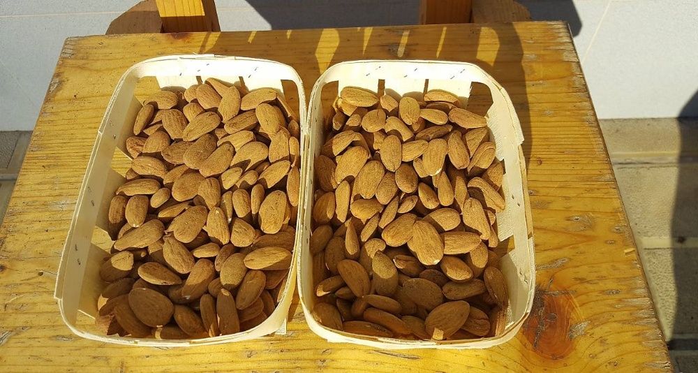 Еко- качествена и вкусна ядка - Бадем Реколта 2025