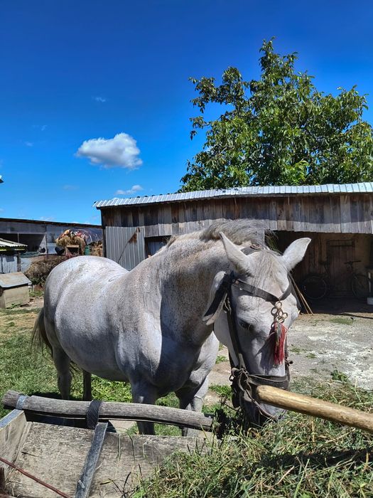 Vând iapa,vârsta 12 ani,comuna Bodești,detalii la telefon