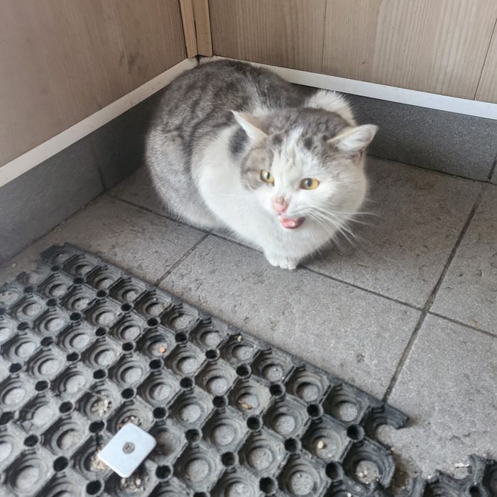 Дарю симпатичного котика