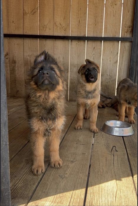 Немецские овчарки