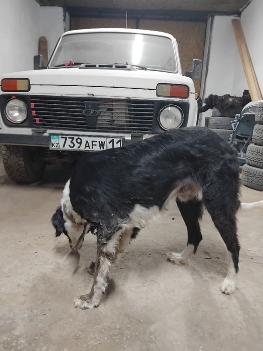 Тазы ұргашы сатылады