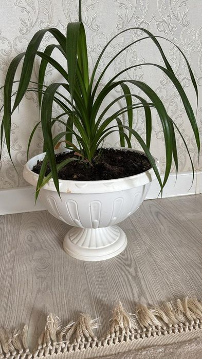 Домашние растения