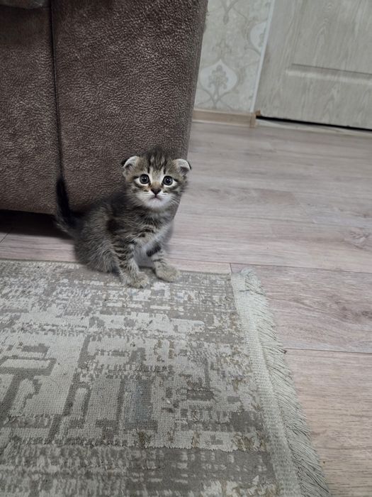 Продам Шатландси веслоухий