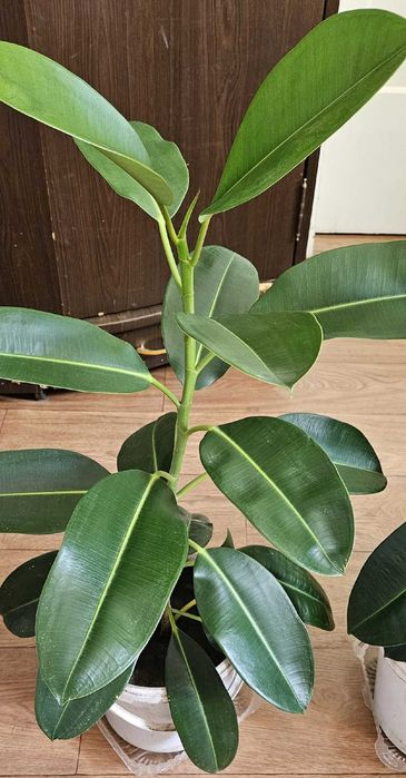 Комнатное растение Фикус