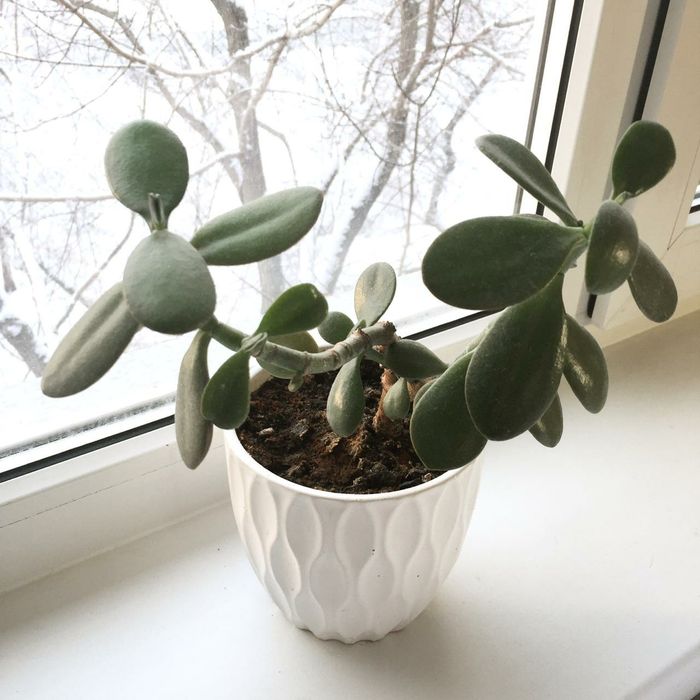 Цветы комнатные в