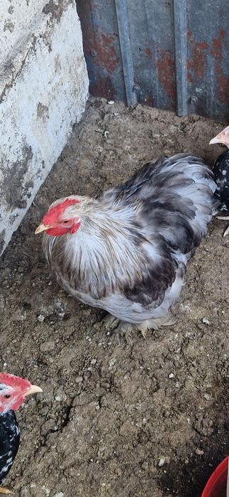 Vand cocos cochinchina pitic